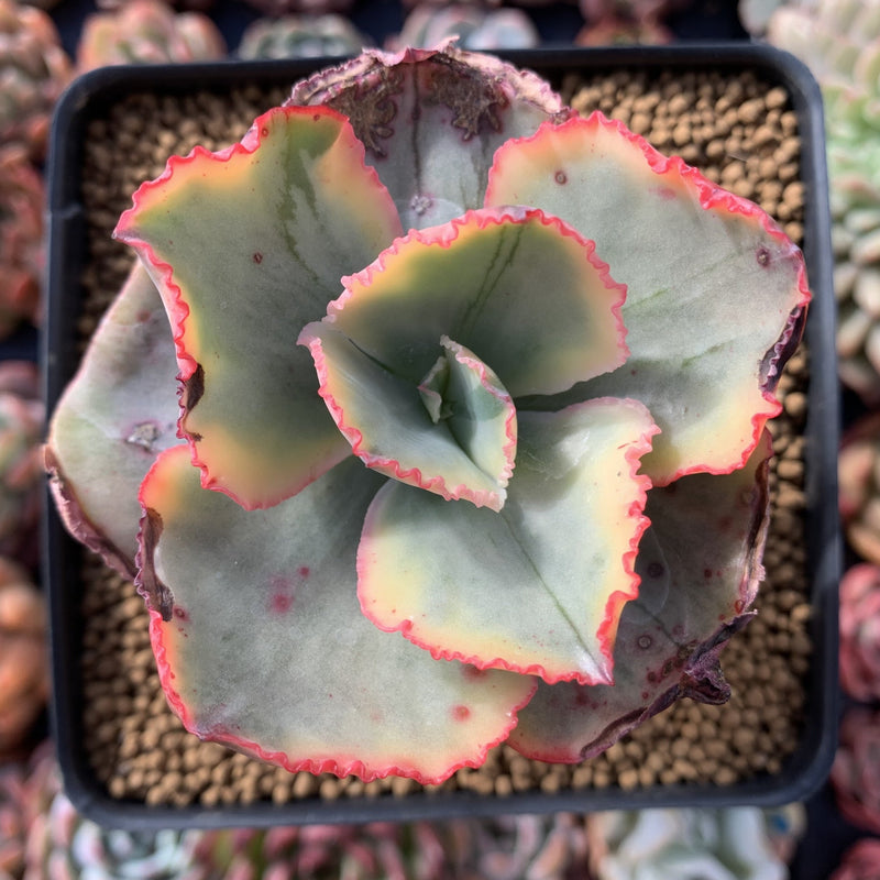 tornado succulent Echeveria 'Tornado' Variegated 3"-4" Succulent Plant – True Succulents Plant Co