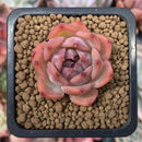 Echeveria 'Kerlean' 1" Succulent Plant