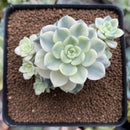 Echeveria 'Tinkerbell' Variegated 3" Succulent Plant