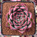 Echeveria Agavoides 'Fire Pillar' 2" Succulent Plant