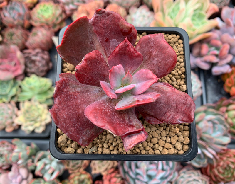 diamond variegata Echeveria 'Diamond State' Variegated 3