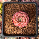 Echeveria 'High Ruby' ('Luming' x 'Helena' Hybrid) 1" New Hybrid Succulent Plant