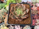 Echeveria 'Sharman' 2" Succulent Plant