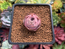 Greenovia 'El Hiero' 1" Succulent Plant