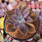 Graptoveria 'Fred Ives' Lightly Variegated 3" Succulent Plant