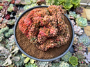 Echeveria Agavoides 'Gilva' 6" Large Specimen Succulent Plant