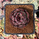 Echeveria 'Black Smoke' 1" New Hybrid Succulent Plant