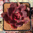 Echeveria 'Love and War' 3" Succulent Plant