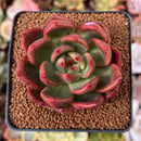 Echeveria Agavoides 'Red Wine' 2" Succulent Plant