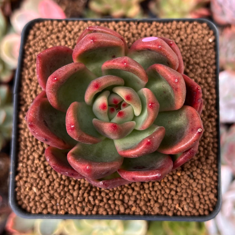 Echeveria Agavoides 'Red Wine' 2