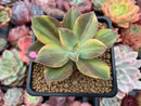 Graptoveria 'Fred Ives' Variegated 3" Succulent Plant