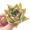 Echeveria Agavoides ‘Deigo Sunset’ 2"-3" Succulent Plant