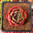 Echeveria 'Firemon' 1" Succulent Plant