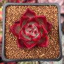 Echeveria Agavoides 'Magic Crown' 2" Succulent Plant