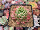 Echeveria Agavoides 'Natalia' 3" Succulent Plant