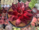 Echeveria Agavoides 'Luming' 5" Large Succulent Plant