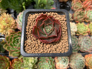 Echeveria 'Lelena' 1" Succulent Plant