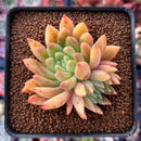Echeveria 'Pink Top' 2"-3" Succulent Plant