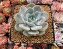 Echeveria 'Lehman' 2"Powdery Succulent Plant