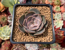 Echeveria 'Renoir' 2" Succulent Plant