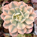 Echeveria Runyonii Variegated (Aka Echeveria 'Akaihosi' Variegated) 2" Succulent Plant