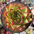 Echeveria Agavoides 'Orange Ebony' 4" Succulent Plant