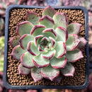 Echeveria 'Sarahime' Hybrid 2" Succulent Plant