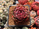Echeveria 'Black Queen' Round-Leaf 2" Succulent Plant