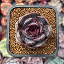 Echeveria 'Jadore' 2" New Hybrid 2" Succulent Plant