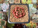Echeveria Agavoides 'Chapote' 1" Succulent Plant