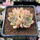 Echeveria 'Mario' Malgan Hybrid 1" Cluster Succulent Plant