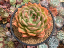 Echeveria 'Orange Champaign' 5" Succulent Plant