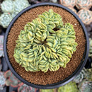 Echeveria 'Lemon and Lime' Crested 4" Succulent Plant