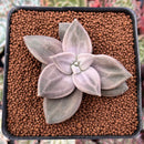 Echeveria 'Xichuensis' 2" Succulent Plant
