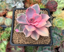 Echeveria 'Rainbow' Variegated 2"-3" Succulent Plant