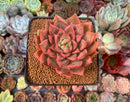 Echeveria Agavoides sp. 2" Succulent Plant