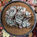 Echeveria 'Berkeley Light' Variegated 7" Large Cluster Succulent Plant