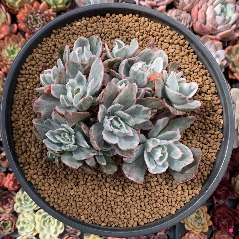 succulents berkeley Echeveria 'Berkeley Light' Variegated 7" Large Cluster Succulent Plant –  True Succulents Plant Co