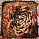 Echeveria Agavoides 'Sarabony' 3" Succulent Plant