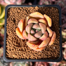 Echeveria 'Mezzoglam' Seed-grown Hybrid 1"-2" Succulent Plant