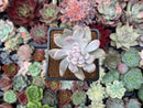Pachyveria 'Roly Poly' Variegated 3" Succulent Plant