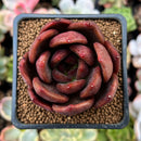 Echeveria Agavoides 'Red Wine' 2" Succulent Plant