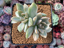 Pachyveria 'Pachyphytoides' Variegated 2"-3" Cluster Succulent Plant
