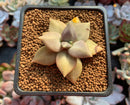 Echeveria 'Xichuensis' 2" Succulent Plant