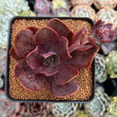 Echeveria 'Hanaikada' Non-Variegated 2"-3" Succulent Plant