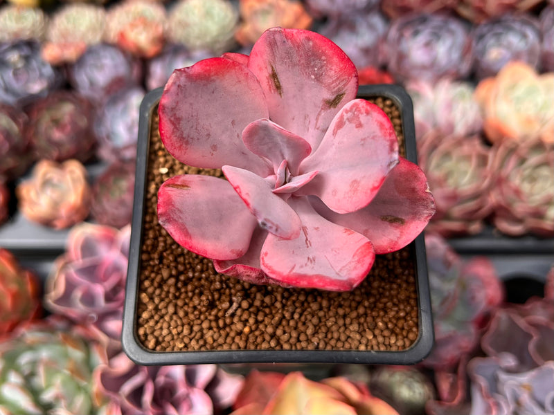 succulent angel wings Echeveria 'Angel Wings' Variegated 2" Succulent Plant – True Succulents  Plant Co