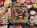Echeveria Agavoides 'Black Ebony' 1" *Cutting* Succulent Plant