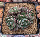 joann succulents Echeveria 'Joan Daniel' 4" Cluster Succulent Plant – True Succulents Plant Co