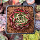 Echeveria 'Marshmallow' 2" Succulent Plant