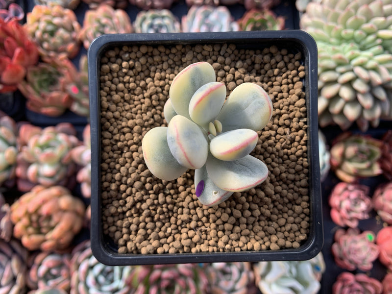 cotyledon succulent species Cotyledon 'Orbiculata' 2" Variegated Succulent Plant – True Succulents Plant Co